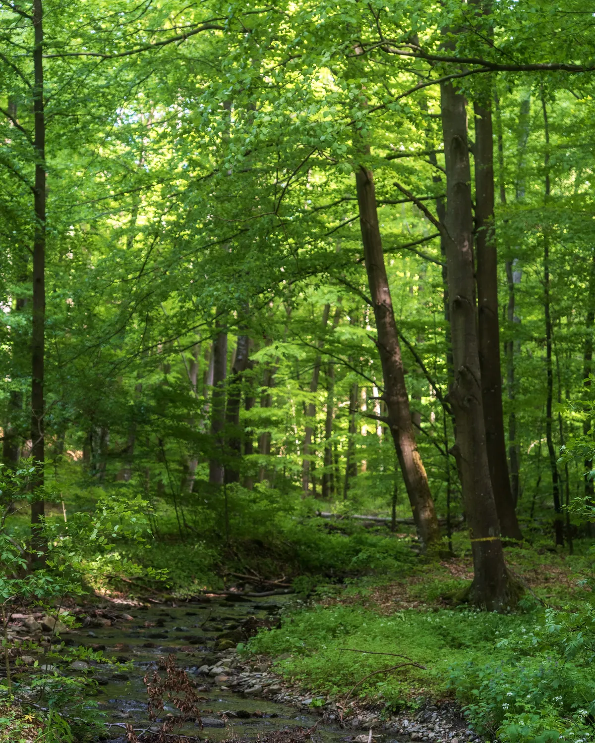 Vinatovača rainforest near Lisine, Eastern Serbia